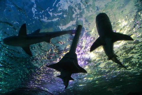 Sharks Stock Photos