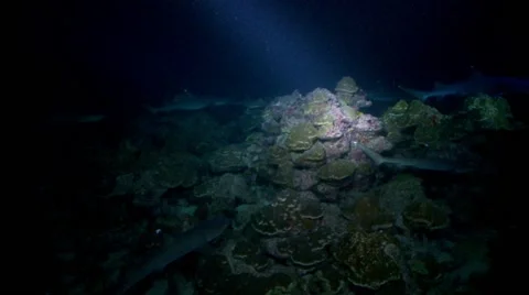 Sharks prowling   the reef at night Stock Footage 57196471