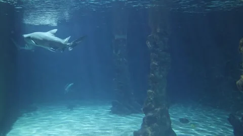 Sharks in a reef Aquarium Stock Footage 293168020