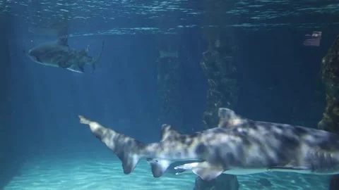 Sharks in a reef Aquarium Stock Footage 293168152