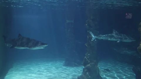 Sharks in a reef Aquarium Stock Footage 293168222