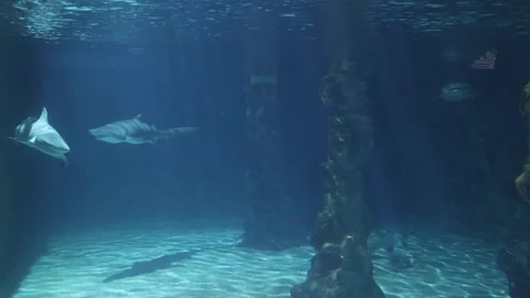 Sharks in a reef Aquarium Stock Footage 293168274