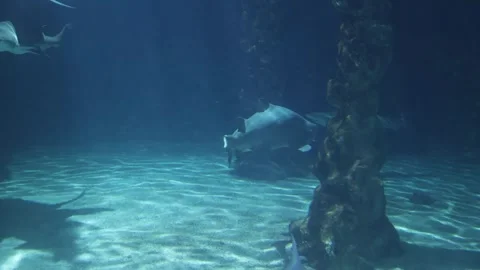 Sharks in a reef Aquarium Stock Footage 293168286