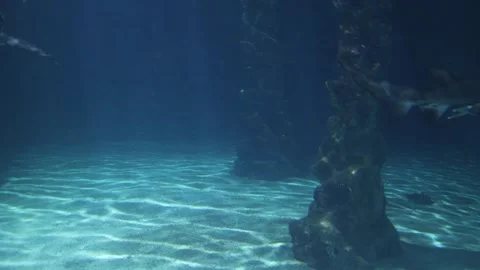 Sharks in a reef Aquarium Stock Footage 293168289