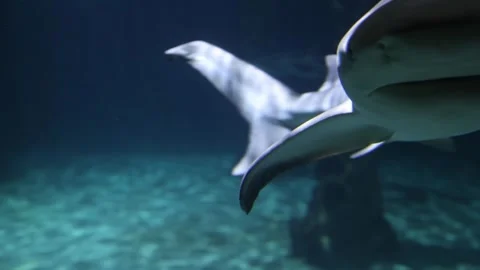 Sharks in a reef Aquarium Stock Footage 293168313