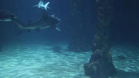 Sharks in a reef Aquarium Stock Footage 293168315