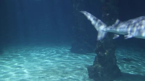 Sharks in a reef Aquarium Stock Footage 293168316