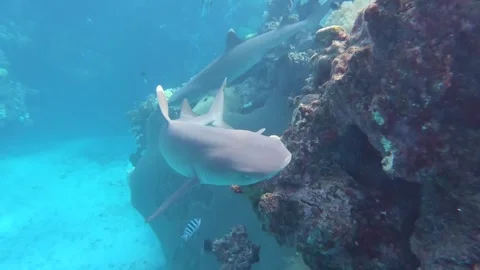 Sharks on a reef Stock Footage 248066948
