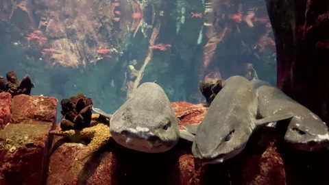 Sharks Resting on Reef Rocks in Aquarium Tank Underwater Marine Scene Видео 329052646