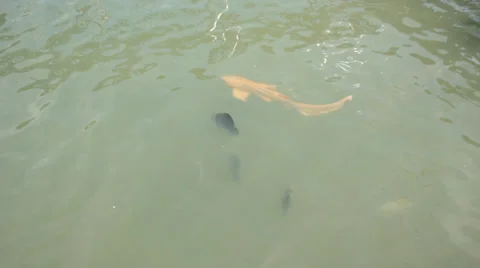 Sharks in the sea Stock Footage 37112711