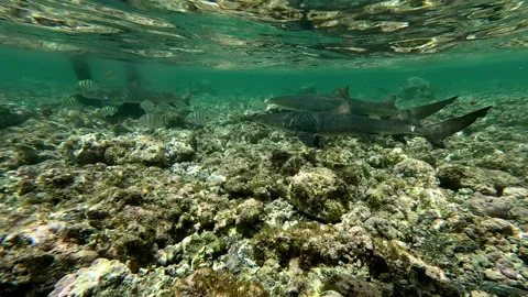 Sharks in shallow waters Stock Footage 251632356