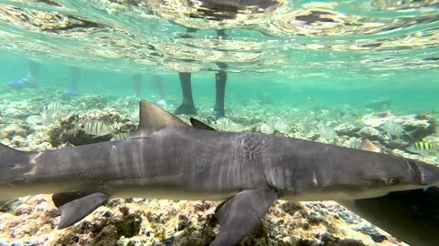 Sharks in shallow waters Stock Footage 251632587