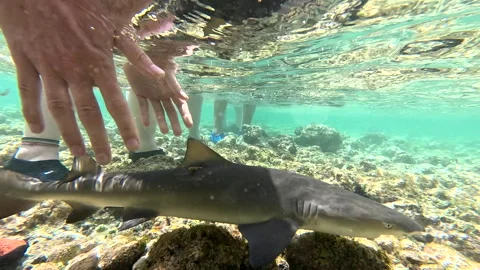 Sharks in shallow waters Stock Footage 251632628