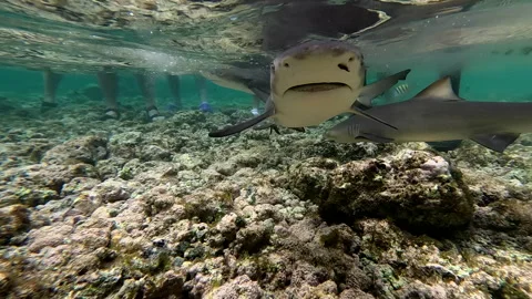 Sharks in shallow waters Stock Footage 251632677