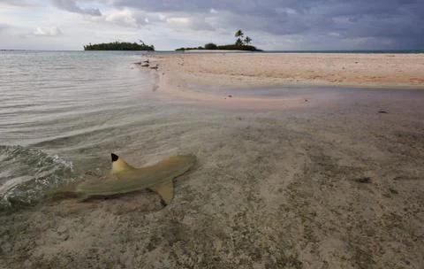 Sharks in the Shallows Stock Photos