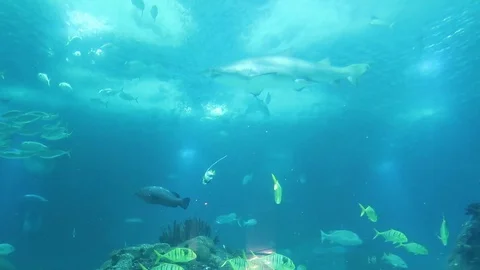Sharks, stingrays and school of fish in blue water Vídeo Stock 104044393