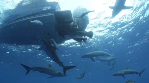 Sharks Swarm a Dive Boat 库存影片 7762091