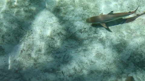 Sharks swim by in shallows 1 Stock Footage 38708552