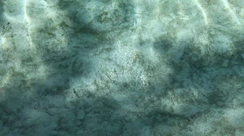 Sharks swim by in shallows 2 Video stock 38706836