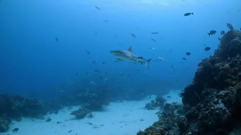 Sharks swim towards camera above reef wi... | Stock Video | Pond5