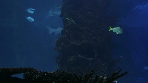 Sharks Swimming 02 Video stock 8600431