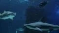 Sharks Swimming 03 HD Footage