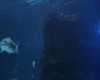 Sharks Swimming 03 SD Footage