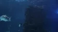 Sharks Swimming 03 HD Footage