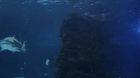Sharks Swimming 03 Stock Footage 8601414