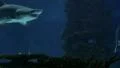 Sharks Swimming 04 HD Footage