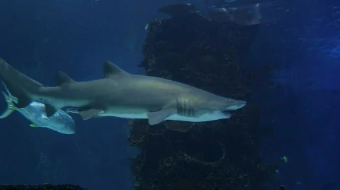 Sharks Swimming 05 Stock Footage