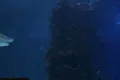 Sharks Swimming 05 Footage