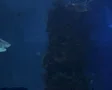 Sharks Swimming 05 SD Footage