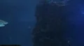 Sharks Swimming 05 HD Footage