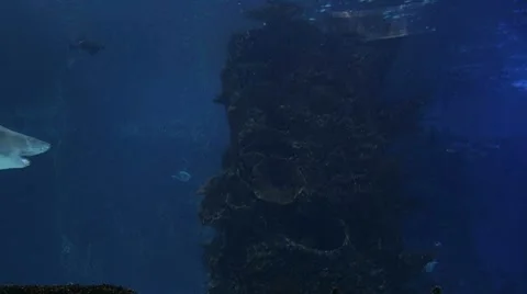 Sharks Swimming 05 Stock Footage 8608154