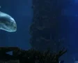 Sharks Swimming 06 SD Footage