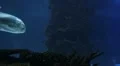 Sharks Swimming 06 HD Footage