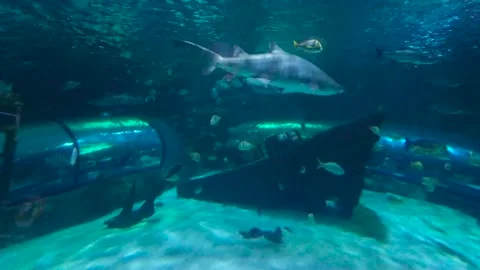 Shark's swimming in aquarium tank Stock Footage