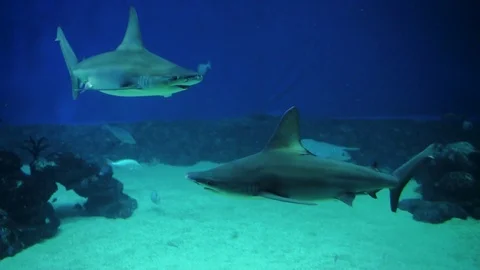 Sharks swimming in a fish tank in Eilat Israel Stock Footage 112339922
