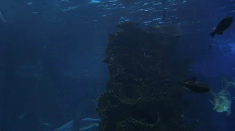 Sharks Swimming Stock Footage 311218
