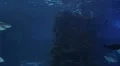 Sharks Swimming HD Footage