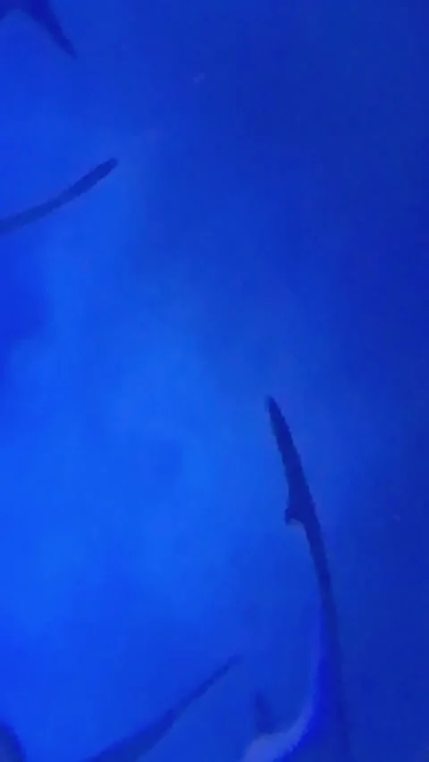 Sharks swimming gracefully in deep blue aquarium water Stock-Footage 327554606