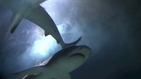 Sharks Swimming In Light Stock Footage 37085940