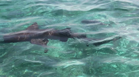 Sharks swimming in Ocean Stock Footage 46032780