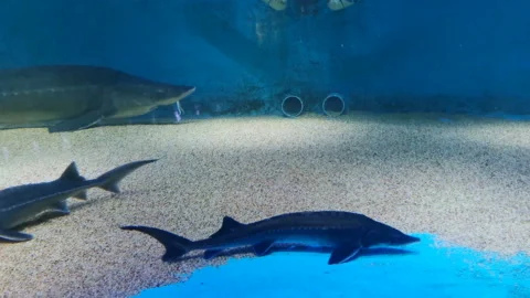 Sharks swimming in a pool Stock Footage 138268699