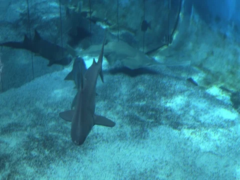 Sharks swimming in the tank Stock Footage 71815378