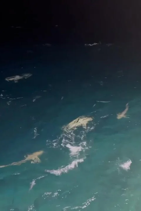 Sharks swimming under light. Stock Footage 320284561