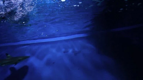 Sharks in a Tank Stock Footage 92473881