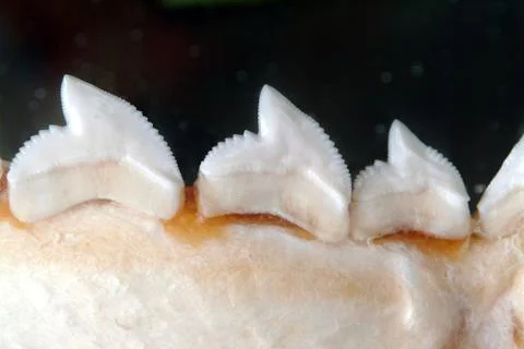 Sharks Teeth Stock Photos