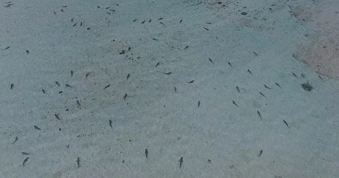 Sharks Vertical 4K Video stock 92843430